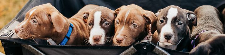 Saving Tails Animal Rescue Inc