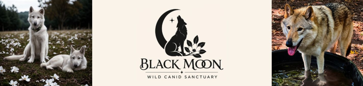 Black Moon Wild Canid Sanctuary