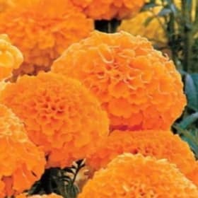 A30 Marigold Large-Orange item