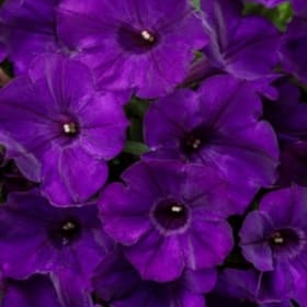 A37 Petunia-Purple item