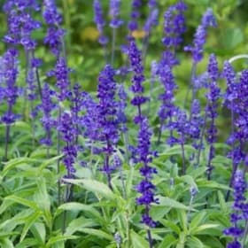 A39 Salvia-Victoria Blue item