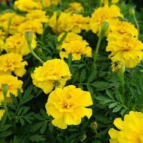 A33 Marigold Dwarf-Yellow item