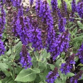 A40 Salvia-Purple item