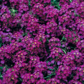 A-05 Alyssum Purple item