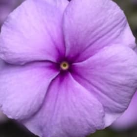 A48 Vinca-Lavender item