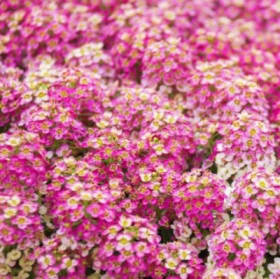 A-04 Alyssum Rose item