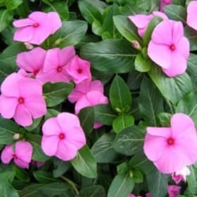 A47  Vinca-Pink item