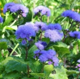 A-01 Ageratum-Blue item