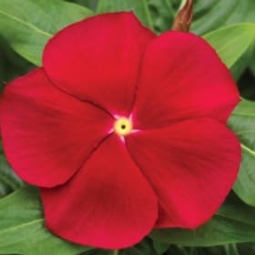 A49 Vinca-Red item