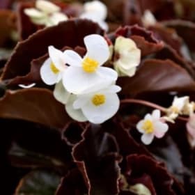 A11 Begonias (Bronze) White item