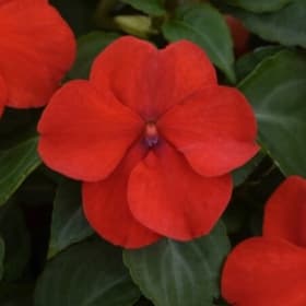 A21 Impatiens Red item