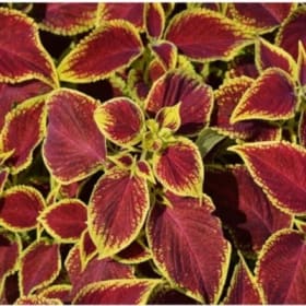 A15 Coleus Scarlet item