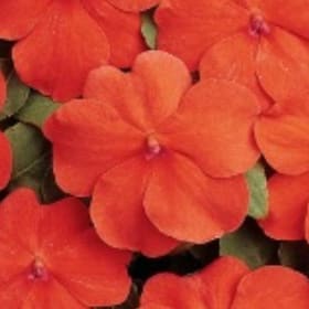 A25 Impatiens Orange item