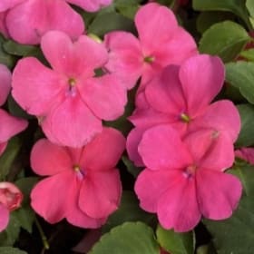 A24 Impatiens Rose item