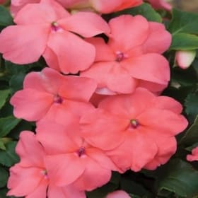 A26 Impatiens Salmon item
