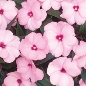 A20 Impatiens Pink item