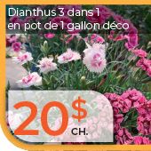 Dianthus item