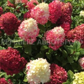 Hydrangea 'Little Lime Punch' en pot de 2 gallons item