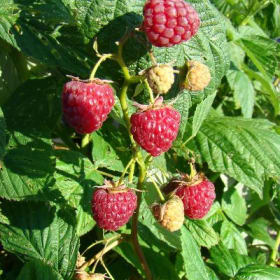 Framboisier remontant 'Heritage' en pot de 2 gallons item