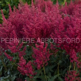 Astilbe 'Montgomery' en pot de 2 gallons item