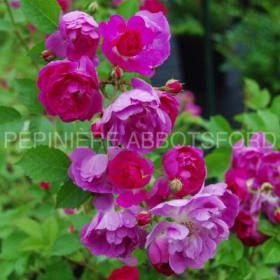 Rosier 'Abbotsford' en pot de 2 gallons item