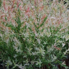 Salix 'Hakuro Nishiki' en pot de 2 gallons item