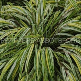 Hakonechloa 'Aureola' en pot de 2 gallons item