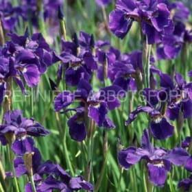 Iris 'Caesar's Brother' en pot de 2 gallons item