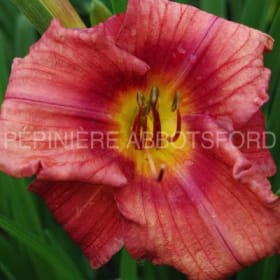 Hemerocallis 'Rosy Return' en pot de 2 gallons item