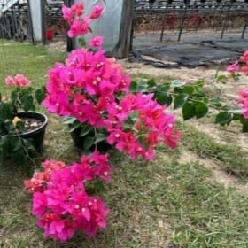 Bougainvillea item