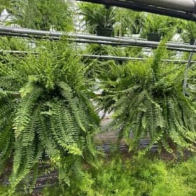 Boston Fern item