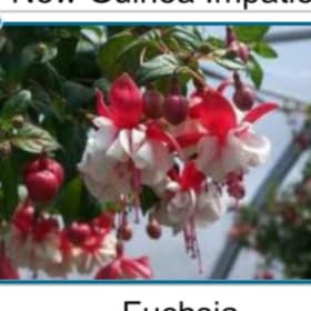 Fucshia item