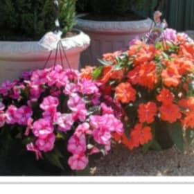 New Guinea Impatient item