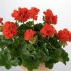 Ivy Geranium item