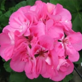 Light Pink - 4.5" pot item