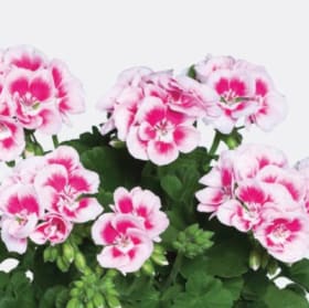 Bicolour Pink - 4.5" pot item