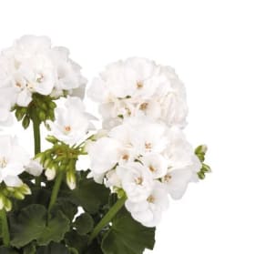 White - 4.5" pot item