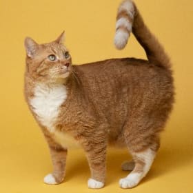 Adult Cat Adoption item