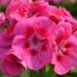 Zonal Geranium, Violet item