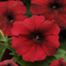 Wave Petunia, Red item