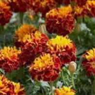 Marigold, Bonanza Harmony item