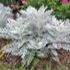 Dusty Miller, Silver Dust item
