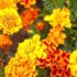 Marigold, Bonanza Mix item