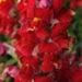Snapdragon, Red item