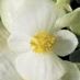 Begonia, White item
