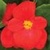Begonia, Red item