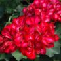 Geranium Ivy, Red Ice item