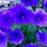 Wave Petunia, Blue item