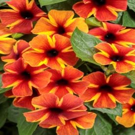 Black Eyed Susan, Tangerine item