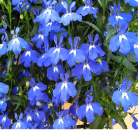 Lobelia, Blue item